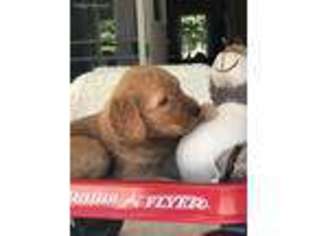 Goldendoodle Puppy for sale in Semora, NC, USA