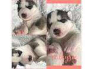 Siberian Husky Puppy for sale in Indianapolis, IN, USA