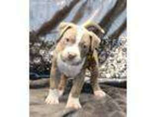 Mutt Puppy for sale in Blue Mound, IL, USA