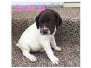 German Shorthaired Pointer Puppy for sale in Mayville, ND, USA
