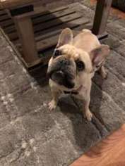 French Bulldog Puppy for sale in Arvada, CO, USA