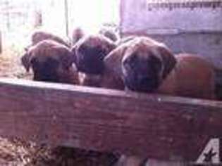 Mastiff Puppy for sale in INDEPENDENCE, OR, USA