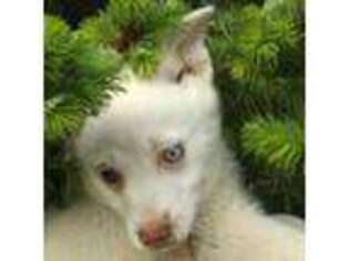 Alaskan Klee Kai Puppy for sale in Salem, OR, USA
