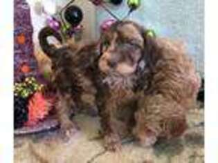 Labradoodle Puppy for sale in Garrettsville, OH, USA