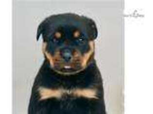 Rottweiler Puppy for sale in Fort Wayne, IN, USA