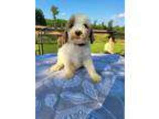 Goldendoodle Puppy for sale in Staley, NC, USA