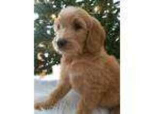 Goldendoodle Puppy for sale in Boyd, TX, USA