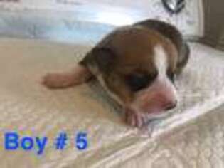 Pembroke Welsh Corgi Puppy for sale in Huntsville, AL, USA