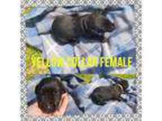 Labrador Retriever Puppy for sale in Poplarville, MS, USA