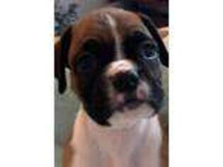 Boxer Puppy for sale in Wanaque, NJ, USA
