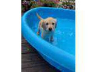 Golden Retriever Puppy for sale in Findlay, OH, USA