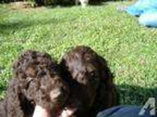 Labradoodle Puppy for sale in LOVELAND, OH, USA