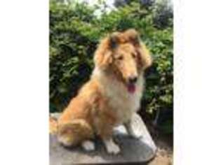 Collie Puppy for sale in Fairview, PA, USA