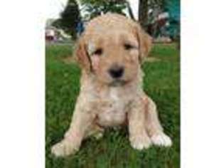 Goldendoodle Puppy for sale in Newmanstown, PA, USA
