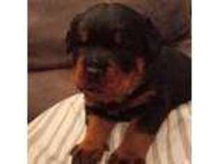 Rottweiler Puppy for sale in Shannon, MS, USA