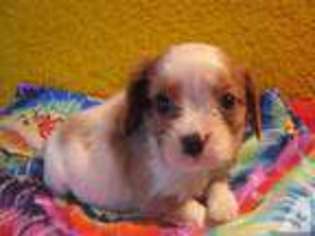 Cavalier King Charles Spaniel Puppy for sale in SELMA, CA, USA