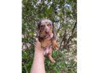 Dachshund Puppy for sale in Waverly, GA, USA