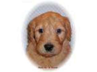 Goldendoodle Puppy for sale in Farmington, MO, USA