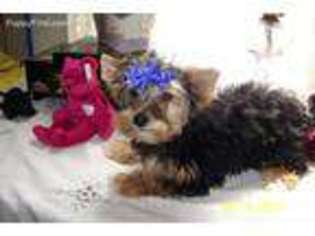 Yorkshire Terrier Puppy for sale in La Grande, OR, USA