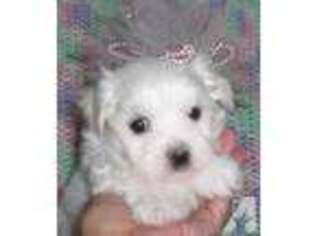 Maltese Puppy for sale in NEW ALBANY, IN, USA