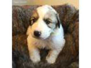 Great Pyrenees Puppy for sale in Tomales, CA, USA