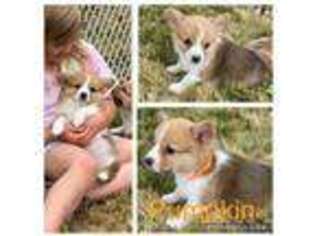 Pembroke Welsh Corgi Puppy for sale in Spanaway, WA, USA