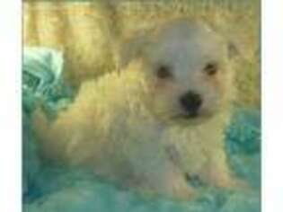 Maltese Puppy for sale in Grand Rapids, MI, USA