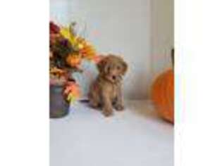 Goldendoodle Puppy for sale in Middletown, VA, USA
