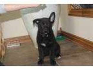 German Shepherd Dog Puppy for sale in Omaha, NE, USA