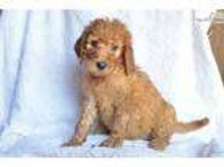 Goldendoodle Puppy for sale in Cleveland, OH, USA