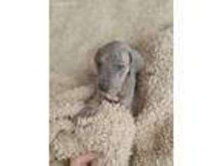 Great Dane Puppy for sale in Chanute, KS, USA