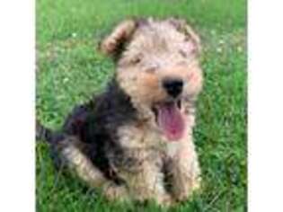 Airedale Terrier Puppy for sale in Bagley, MN, USA