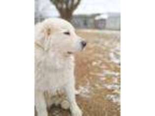 Great Pyrenees Puppy for sale in Harrisburg, PA, USA