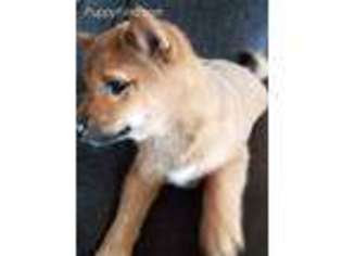 Shiba Inu Puppy for sale in Georgetown, TX, USA