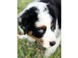 Australian Shepherd Puppy for sale in Corpus Christi, TX, USA