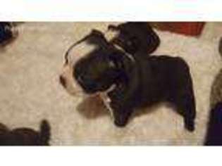 Boston Terrier Puppy for sale in Orosi, CA, USA