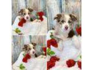 Border Collie Puppy for sale in Allerton, IA, USA