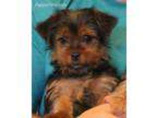 Yorkshire Terrier Puppy for sale in Elbert, CO, USA