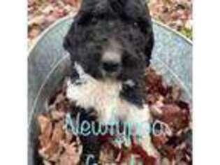 Newfoundland Puppy for sale in Roseburg, OR, USA