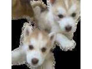 Siberian Husky Puppy for sale in Palmdale, CA, USA