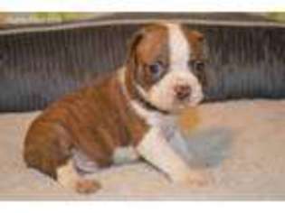 Boston Terrier Puppy for sale in Evensville, TN, USA