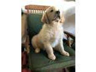 Golden Retriever Puppy for sale in Conklin, NY, USA