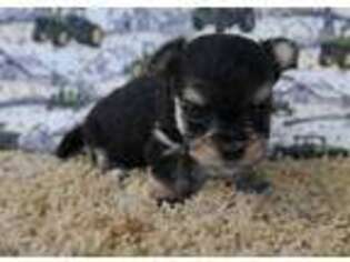Mutt Puppy for sale in Tama, IA, USA