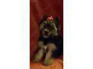 Yorkshire Terrier Puppy for sale in Nashville, TN, USA