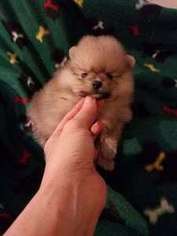 Pomeranian Puppy for sale in Lemont, IL, USA