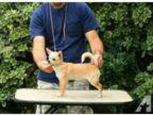 Chihuahua Puppy for sale in NORCO, CA, USA