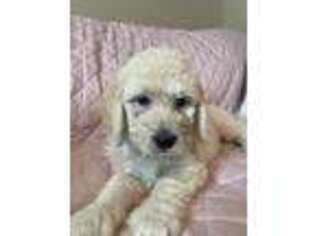 Goldendoodle Puppy for sale in Schenectady, NY, USA