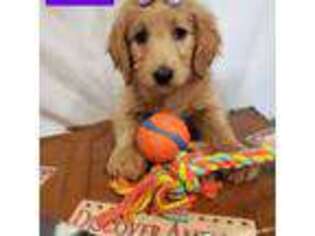Labradoodle Puppy for sale in Neillsville, WI, USA