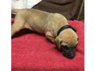 Great Dane Puppy for sale in Philadelphia, MS, USA