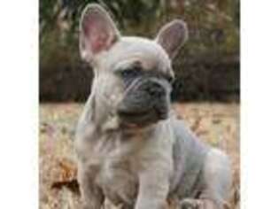 French Bulldog Puppy for sale in Mebane, NC, USA